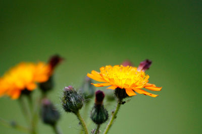 Close-up of yellow flower