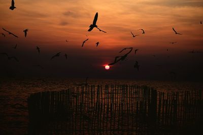 Silhouette birds flying over sea against sky during sunset