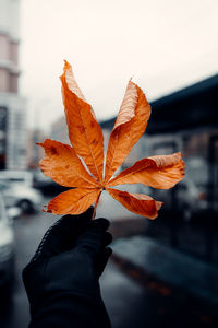 Close-up of hand holding maple leaves during autumn