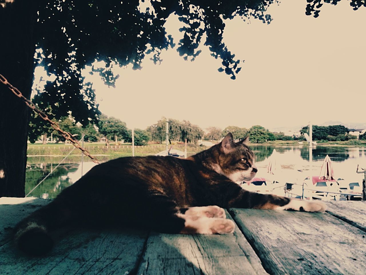 domestic animals, mammal, animal themes, pets, one animal, dog, tree, water, sitting, clear sky, lake, outdoors, relaxation, nature, looking at camera, portrait, day, river, sky, standing