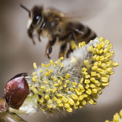 Close-up of bee on yellow flower