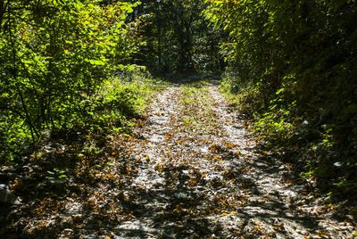 Trees in forest