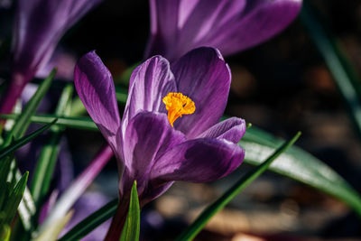 Close-up of purple crocus flower