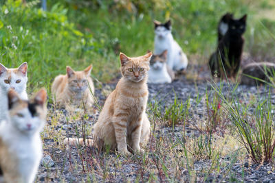 Portrait of cat sitting on grass