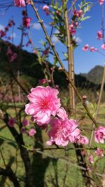 Close-up of pink cherry blossoms in spring