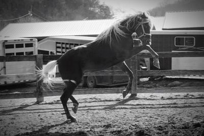 Full length of horse at farm