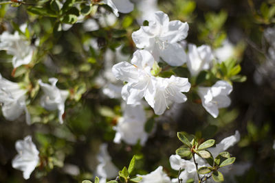 Close-up of white flowering plant