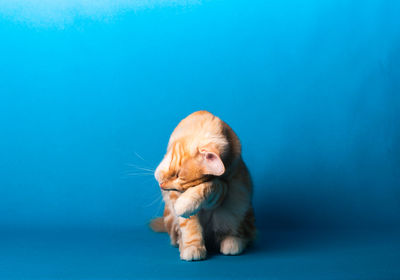 Portrait of a dog over blue background