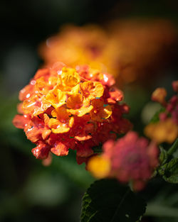 Close-up of orange rose flower