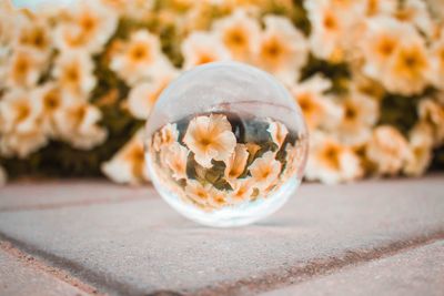 Close-up of fresh white flower in pot