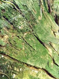 Full frame shot of tree trunk