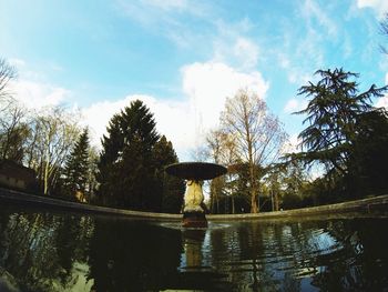 Reflection of trees in water