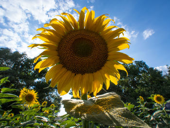 Close-up of sunflower