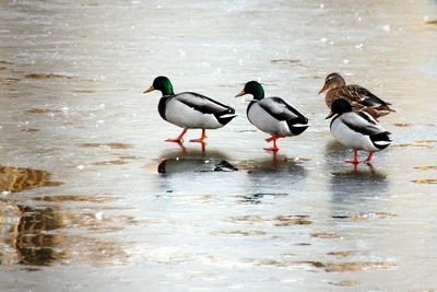 Ducks on lake