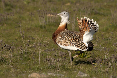 View of duck on field