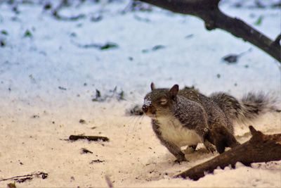 Close-up of squirrel