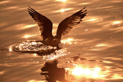 Birds flying over lake against sky during sunset