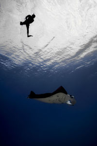 Mantaray underwater