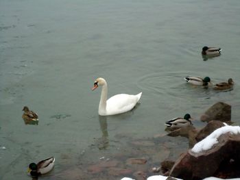 Swans swimming in lake