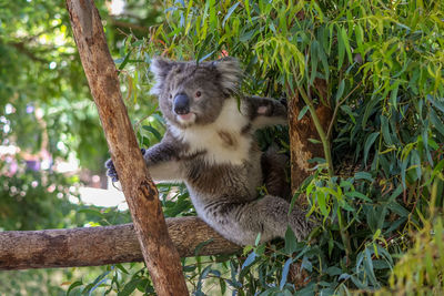 Lovely koala holding tree in melbourne zoo, australia