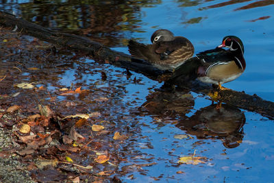 High angle view of duck swimming on lake