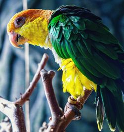 Close-up of parrot perching on branch