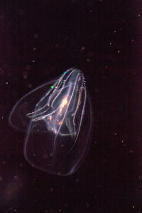 Close-up of jellyfish against black background