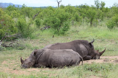 View of elephant on land