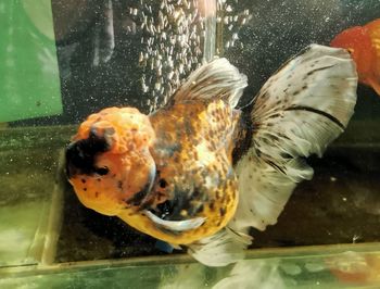 Close-up of fish swimming in sea