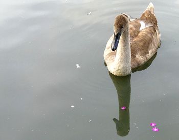 Close-up of swan swimming in lake