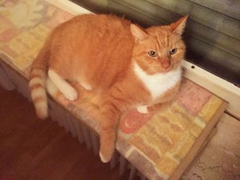 Portrait of ginger cat sitting on floor