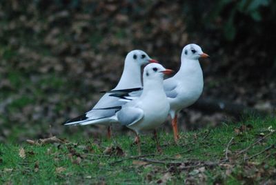 Seagull perching on a field