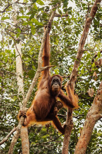 Low angle view of monkey on tree