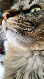 Close-up of cat