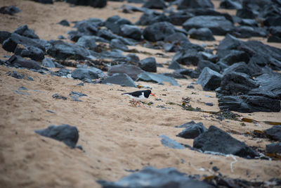 High angle view of birds on beach