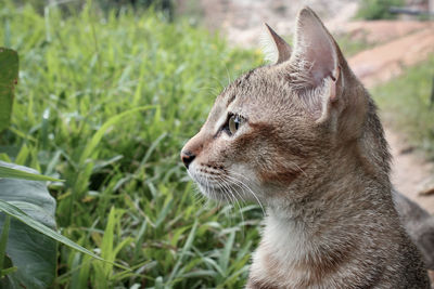 Close-up of a cat looking away