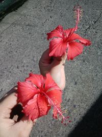 High angle view of woman holding red flowering plant