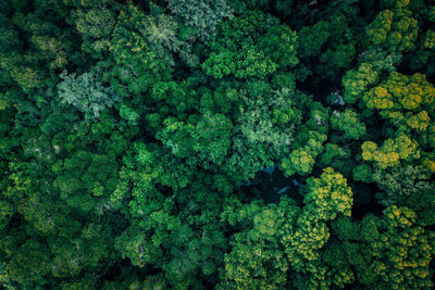 Drone shot of fresh green plants