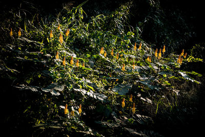 Trees in forest at night