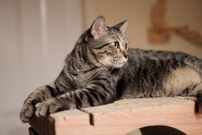 Close-up of a cat resting at home