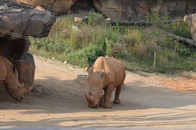 Rhinoceros walking in zoo