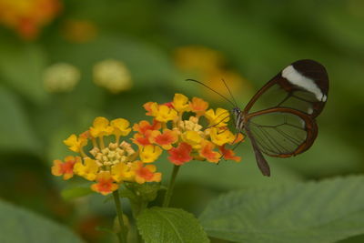 Close-up of butterfly pollinating on yellow flowering plant