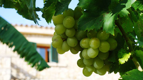 Low angle view of fruits on tree