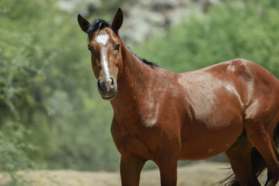 Horse standing in ranch
