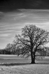 Bare tree on field against sky