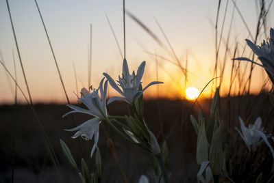 Close-up of flowers growing in field