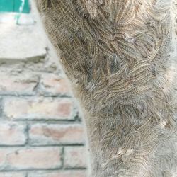 Close-up of a horse