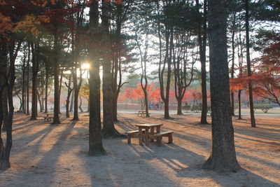 Trees in forest during sunset