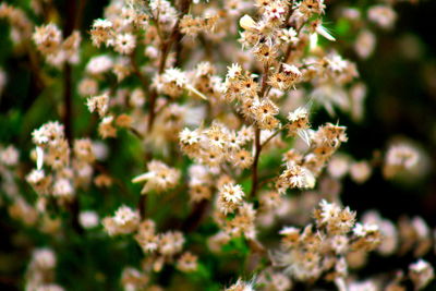 Close-up of white flowers against blurred background