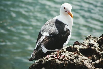 Close-up of seagull perching on rock by sea